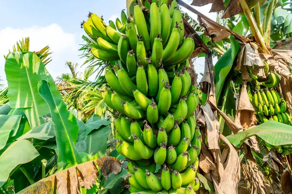 Onrijpe Bananen Jungle Van Dichtbij Rechtenvrije Stockfoto's