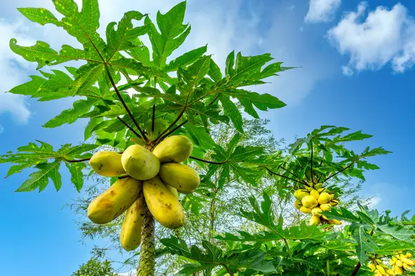 金色木瓜它是黄色或金黄色的 味道鲜美而闻名 图库图片