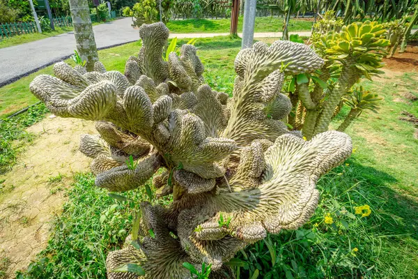 Суккулентний Кактус Тропічному Ботанічному Саду Ліцензійні Стокові Зображення