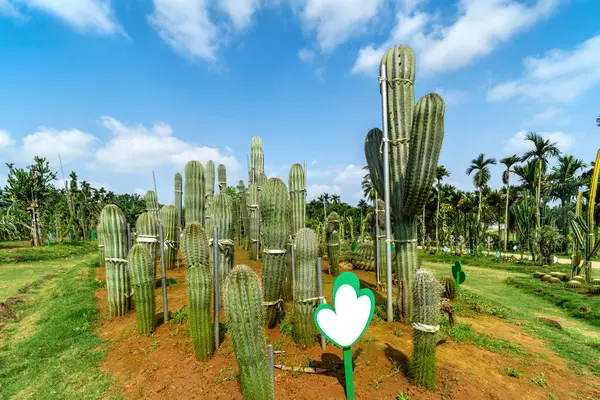 Fresh Succulent Cactus Closeup Blue Sky Green Plant Cactus Spines Stock Photo