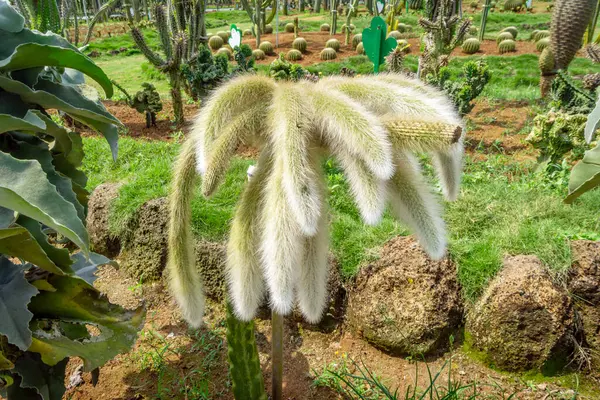 仙人掌的热带植物园 图库图片