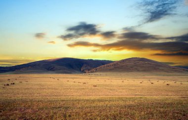 Otlak ve huş ağacı orman, Inner Mongolia, China.