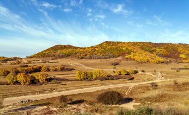 Otlak ve huş ağacı orman, Inner Mongolia, China.