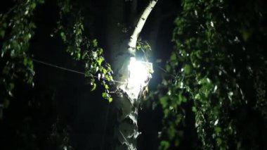 Bir huş ağacının üzerinde yanan LED lamba ve hafif bir rüzgar, gecenin korkunç bir hissi.
