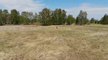 Eski bir köyün kalıntılarındaki bir tarlada eski paraları arayan bir hazine avcısının üzerinde İHA uçuşu.