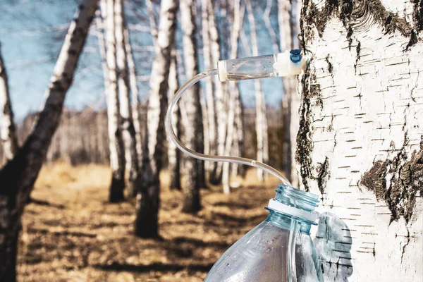 一个乡下人在早春收集桦树树液以改善自己的健康 并将其转卖给哈克特 — 图库照片