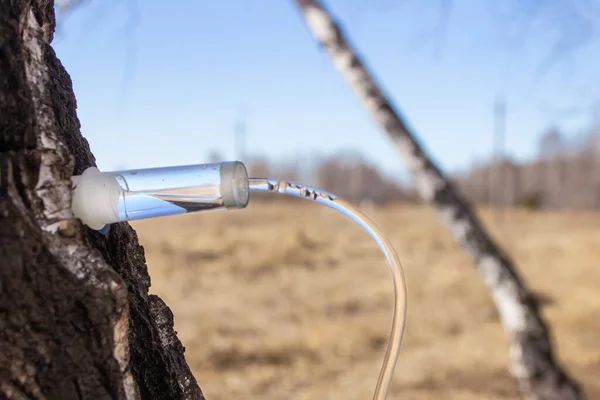 Stock image a village man collects birch sap in early spring in order to improve his health and resell it to hucksters