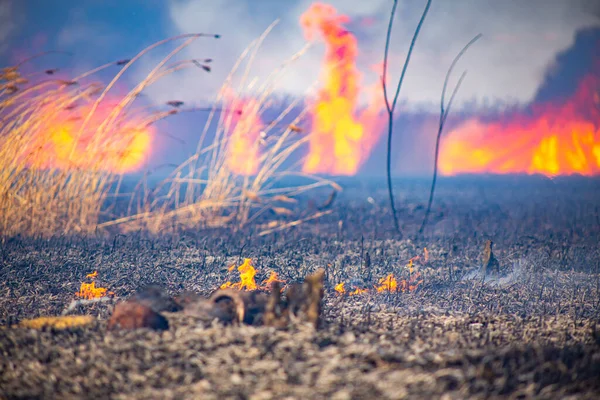 Bombeiros Extinguir Incêndio Madeira Morta Primavera Lado Objeto Perigoso Frente — Fotografia de Stock