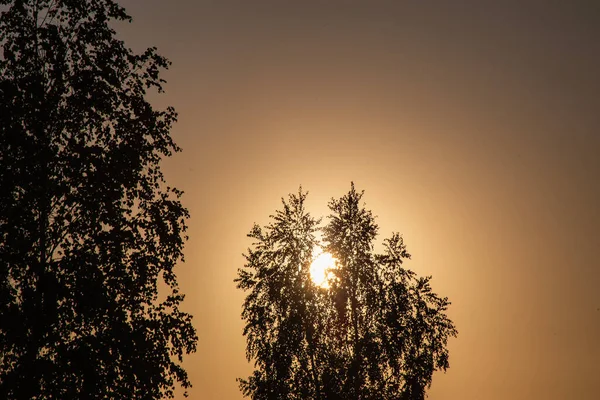 燃える沼からの煙の層を通して美しい暖かい日没の木の冠を通して輝く太陽 — ストック写真