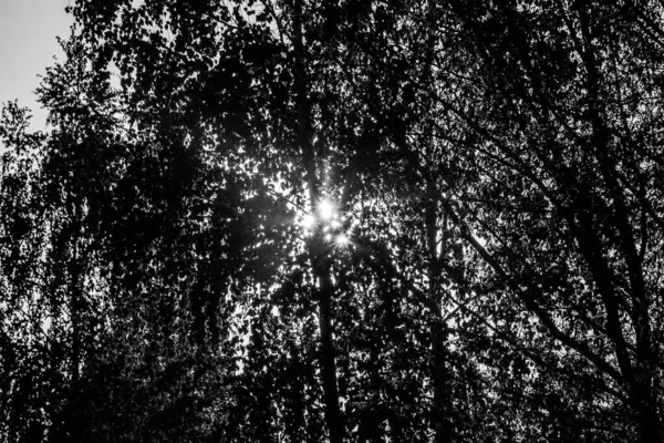 在一个美丽温暖的日落上 阳光穿过树梢 穿过燃烧的沼泽地中的一层浓烟 — 图库照片