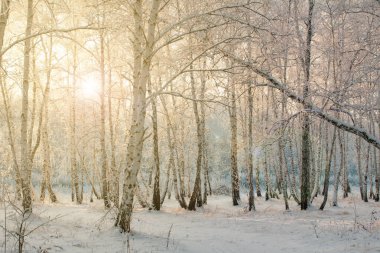 Kışın günbatımında huş ağacının dallarında don.
