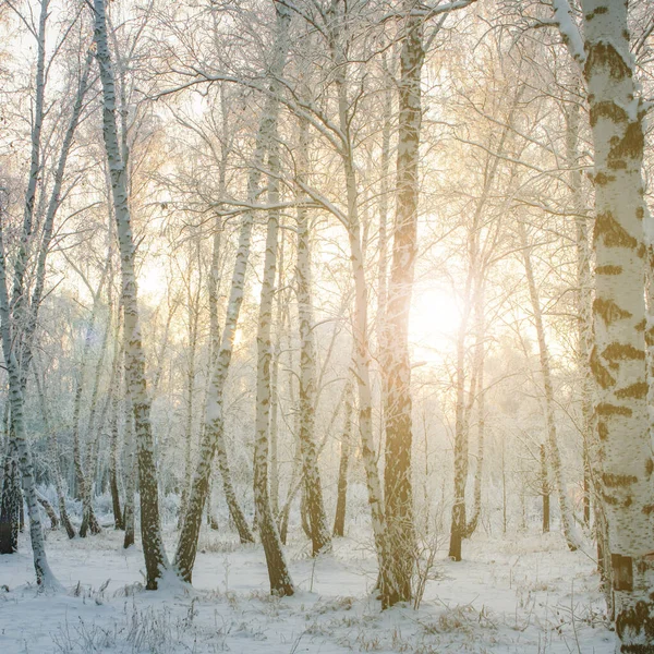 Fagy Nyírfaerdő Ágain Télen Naplementekor — Stock Fotó