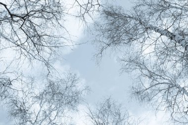 Ağaçlar gün batımında gökyüzüne karşı, mavi bulutlu bir arka planda