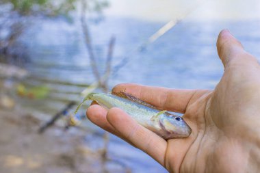 Nehirdeki oltaya takılmış küçük bir balık. Bulanık bir zemin üzerinde bokeh etkisi olan bir balıkçının ellerinde.