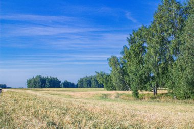 Buğday tarlasında yol. Gün batımında başlayan bir yağmur fırtınası.