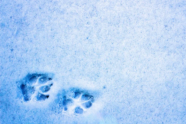 Animal Trail Fresh Snow Close Royalty Free Stock Images