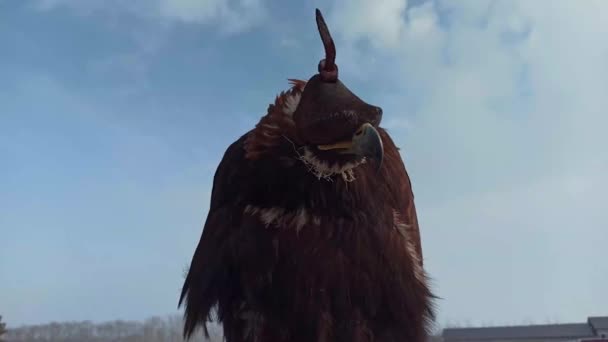 Αετός Ένα Καπέλο Πάνω Από Μάτια Του Χειμώνα Πριν Από — Αρχείο Βίντεο