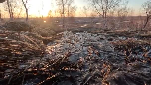 Ruisseau Source Sur Bois Mort Dans Champ Plan Rapproché Beau — Video