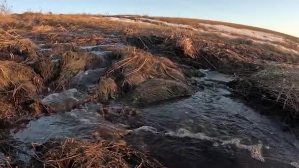 Strumień Wiosny Martwym Lesie Polu Strzał Bliska Pięknym Zachodzie Słońca — Wideo stockowe