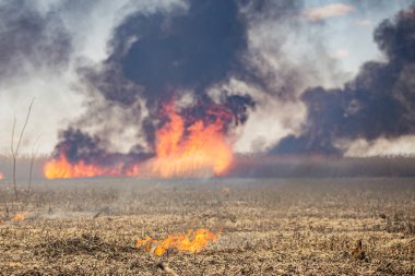 Büyük bir şehrin yakınındaki ölü ağaçların ve kuru otların baharında çıkan yangın büyük bir tehlike sırasında insanların tahliyesini tehdit ediyor.