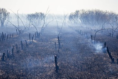 Büyük bir şehrin yakınındaki ölü ağaçların ve kuru otların baharında çıkan yangın büyük bir tehlike sırasında insanların tahliyesini tehdit ediyor.