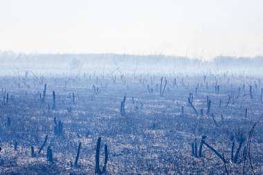 Büyük bir şehrin yakınındaki ölü ağaçların ve kuru otların baharında çıkan yangın büyük bir tehlike sırasında insanların tahliyesini tehdit ediyor.