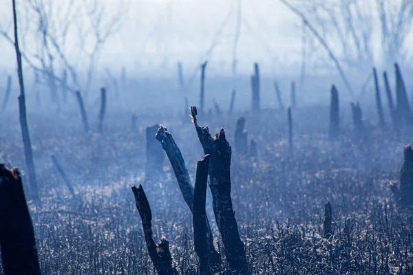 fire in the spring of dead wood and dry grass near a big city threatening the evacuation of people during a mass danger