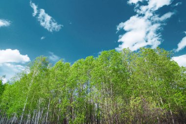 huş ağaçları, açık mavi bir gökyüzünün arka planına karşı gün doğumunda, ilkbaharın başlarında yemyeşil