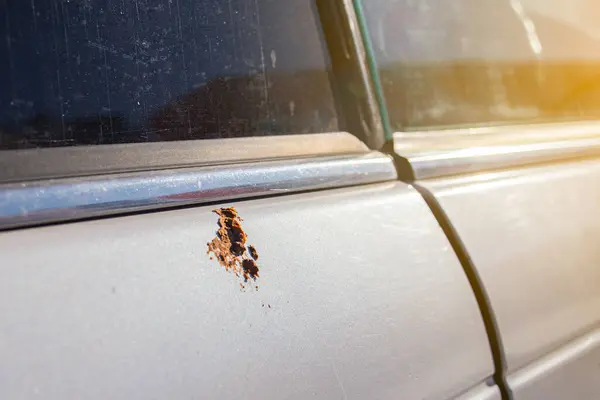 Bird droppings on the windshield of a car. The windshield of the car stained with bird excrement. It\'s an unpleasant situation. Selective focus