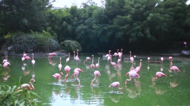 Pembe flamingolar balık aramak için gölde yürüyorlar.