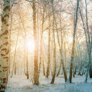 Kışın günbatımında huş ağacının dallarında don.