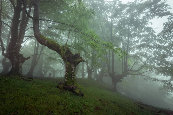 Δάσος Οξιάς Belaustegi Φυσικό Πάρκο Gorbea Vizcaya Ισπανία Εικόνα Αρχείου