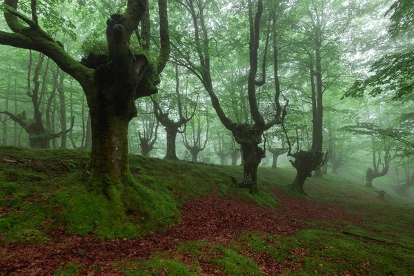 Floresta Faia Belaustegi Parque Natural Gorbea Vizcaya Espanha Imagem De Stock