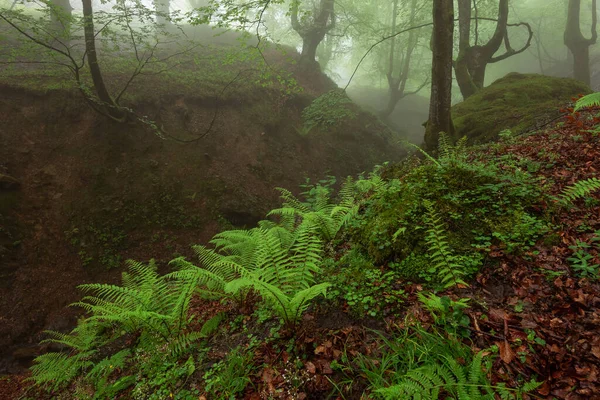 Belaustegi Буковий Ліс Gorbea Природний Парк Країна Басків Іспанія Ліцензійні Стокові Зображення