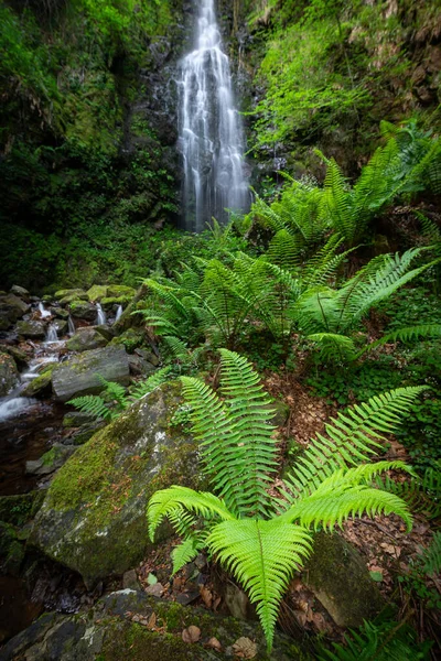 Belaustegi Kayın Ormanı Şelalesi Gorbea Doğal Parkı Vizcaya Spanya - Stok İmaj