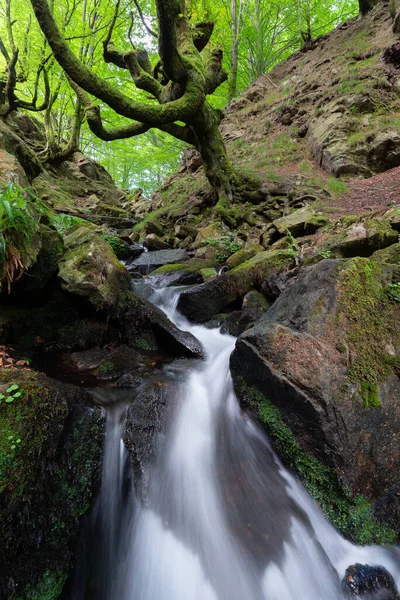 Forêt Hêtres Belaustegi Parc Naturel Gorbea Pays Basque Espagne Photo De Stock
