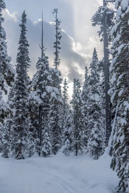 Banff Ulusal Parkı 'ndaki kış ormanlarında kayak pisti, Alberta, Kanada