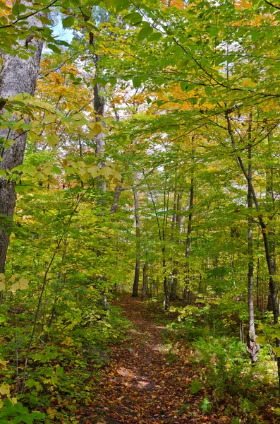 Podzim Barevné Stromy Killarney Parku Ontario Kanada — Stock fotografie