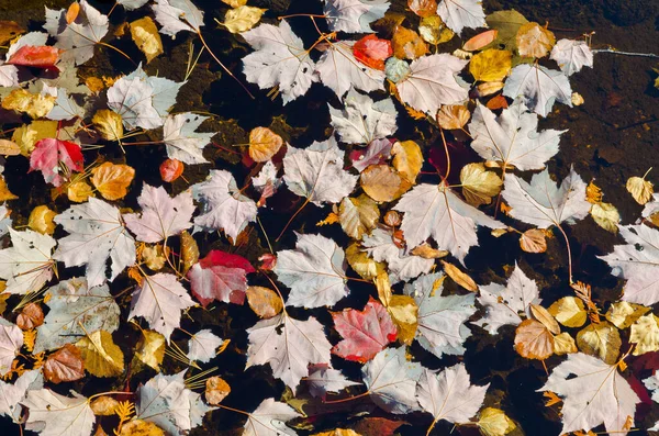 Сухие Цветные Кленовые Листья Воде — стоковое фото