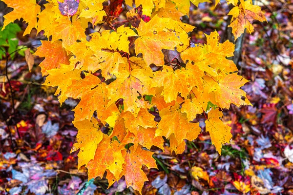 Färgglada Träd Killarney Park Höst Kanada — Stockfoto