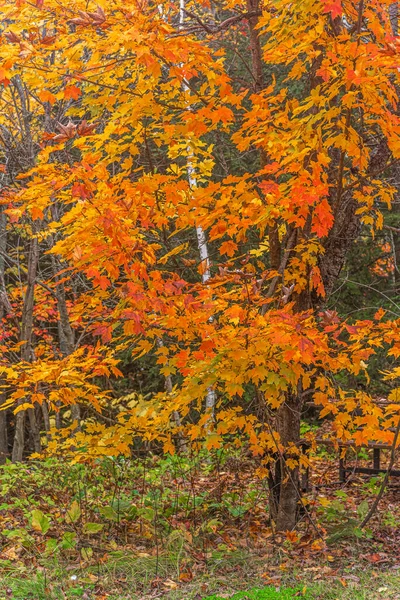 Árvores Coloridas Killarney Park Tempo Outono Canadá — Fotografia de Stock