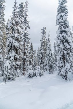 Banff Park 'taki Louise Gölü yakınlarındaki Forest' te kayak pisti, Alberta, Kanada