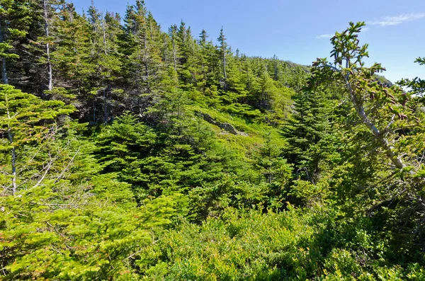 Gran Och Gran Träd Solig Dag Newfoundland — Stockfoto