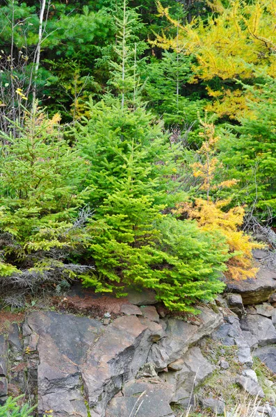 秋のオンタリオ州北部の森 — ストック写真
