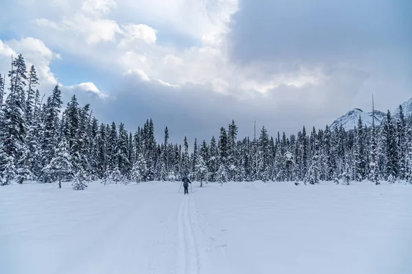 stock image Ski track in winter forest in Banff National Park, Alberta, Canada