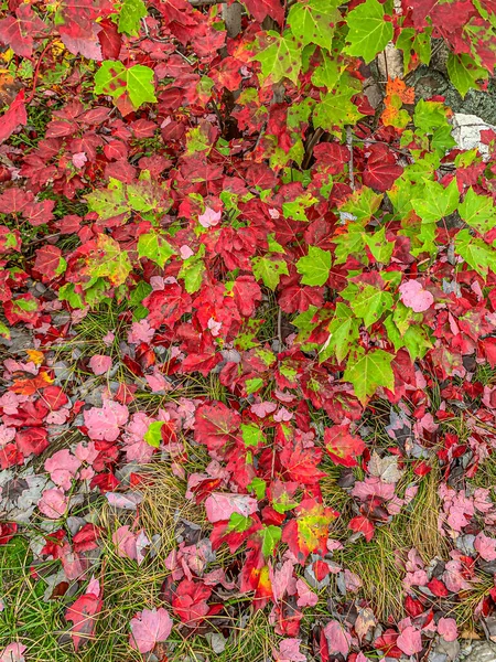 Sonbaharda Killarney Park Renkli Yapraklar Kanada — Stok fotoğraf