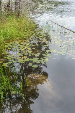 Yazın Maskoka, Kanada 'da Orman Gölü
