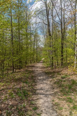 Güney Ontario Ormanı 'nda güneşli bir günde yol. Kanada.