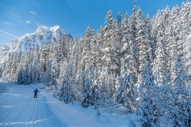 Banff Ulusal Parkı 'ndaki kış ormanlarında kayak pisti, Alberta, Kanada