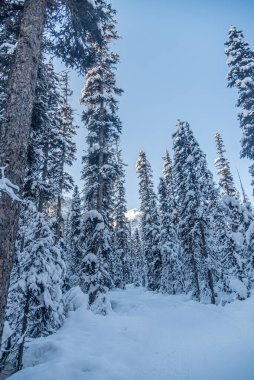 Banff Ulusal Parkı 'nda kış zamanı orman, Alberta, Kanada